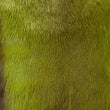 Load image into Gallery viewer, GREEN TAIL SPRINGBOK GOAT ROBYN - Poli & Jo